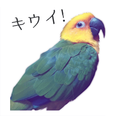 Lineスタンプ キウイ かわいい鳥 8種類 1円