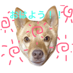 Lineスタンプ きつね の完全一覧 全1000種類